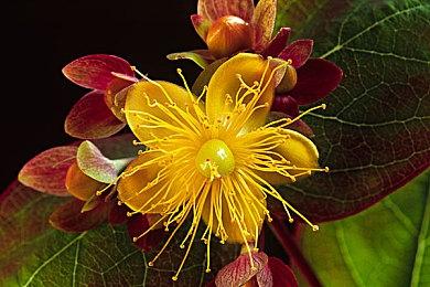 光荣庆祝《浪人崛起》Steam版上市 发布新宣传影片